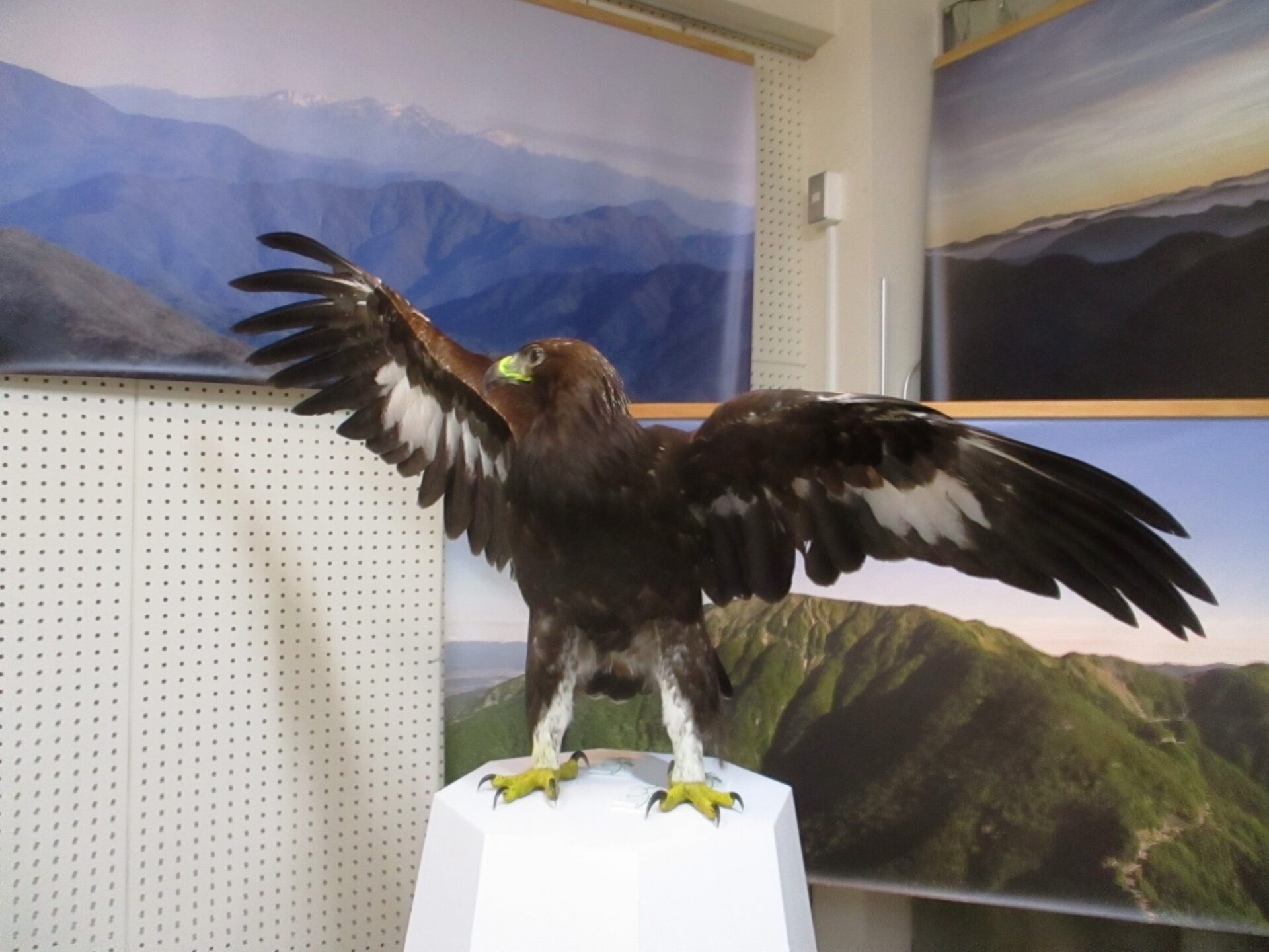 イヌワシ 伊吹山観察2024 | バードガイドKUGEオフィス